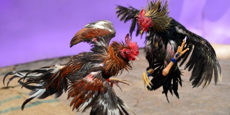 ripvip KM Game Bài 3d