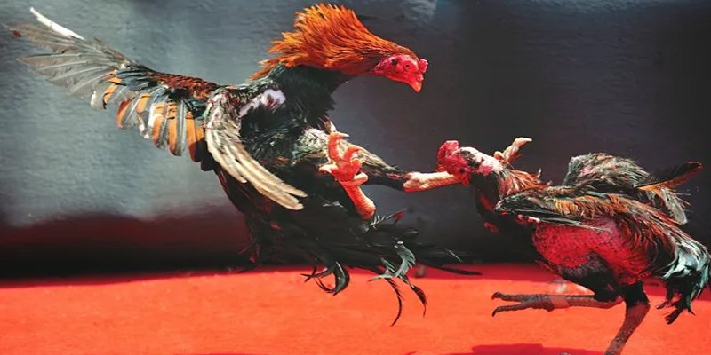 ripvip bắn cá h5 chơi ngay