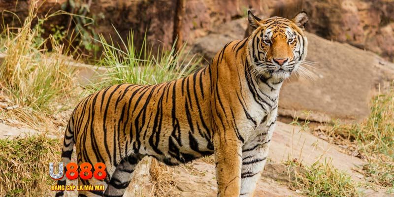 ripvip xổ số bình thuận