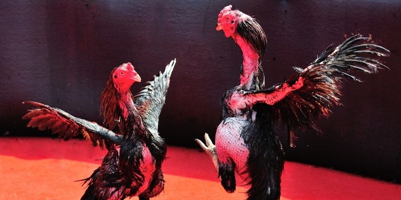 ripvip thị trường baccarat là gì