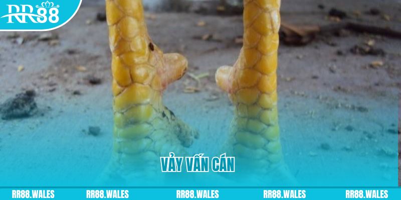 ripvip đăng nhập nổ hũ hôm nay