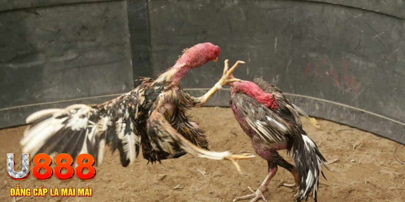 ripvip đăng nhập tiến lên miền nam số 1